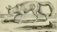 An illustration from La prima-[quinta] parte della luce del dipingere et disegnare, ... (1643)