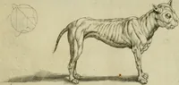 An illustration from La prima-[quinta] parte della luce del dipingere et disegnare, ... (1643)