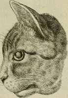 An illustration from La prima-[quinta] parte della luce del dipingere et disegnare, ... (1643)