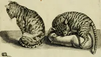 An illustration from La prima-[quinta] parte della luce del dipingere et disegnare, ... (1643)