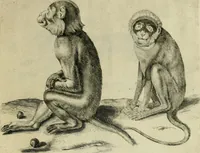 An illustration from La prima-[quinta] parte della luce del dipingere et disegnare, ... (1643)
