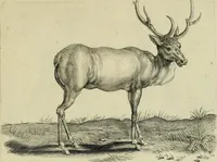 An illustration from La prima-[quinta] parte della luce del dipingere et disegnare, ... (1643)