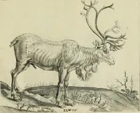 An illustration from La prima-[quinta] parte della luce del dipingere et disegnare, ... (1643)