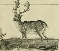 An illustration from La prima-[quinta] parte della luce del dipingere et disegnare, ... (1643)