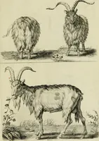 An illustration from La prima-[quinta] parte della luce del dipingere et disegnare, ... (1643)