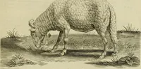 An illustration from La prima-[quinta] parte della luce del dipingere et disegnare, ... (1643)