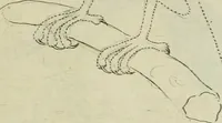 An illustration from La prima-[quinta] parte della luce del dipingere et disegnare, ... (1643)