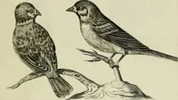 An illustration from La prima-[quinta] parte della luce del dipingere et disegnare, ... (1643)