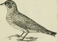 An illustration from La prima-[quinta] parte della luce del dipingere et disegnare, ... (1643)
