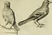 An illustration from La prima-[quinta] parte della luce del dipingere et disegnare, ... (1643)