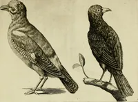 An illustration from La prima-[quinta] parte della luce del dipingere et disegnare, ... (1643)