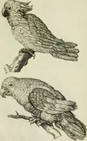 An illustration from La prima-[quinta] parte della luce del dipingere et disegnare, ... (1643)