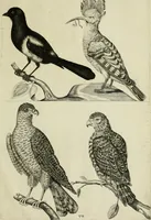 An illustration from La prima-[quinta] parte della luce del dipingere et disegnare, ... (1643)
