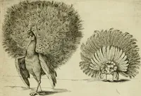 An illustration from La prima-[quinta] parte della luce del dipingere et disegnare, ... (1643)