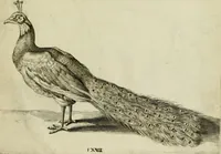An illustration from La prima-[quinta] parte della luce del dipingere et disegnare, ... (1643)