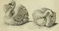 An illustration from La prima-[quinta] parte della luce del dipingere et disegnare, ... (1643)