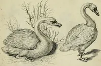 An illustration from La prima-[quinta] parte della luce del dipingere et disegnare, ... (1643)