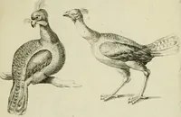 An illustration from La prima-[quinta] parte della luce del dipingere et disegnare, ... (1643)