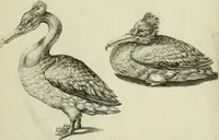 An illustration from La prima-[quinta] parte della luce del dipingere et disegnare, ... (1643)