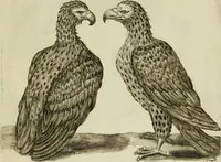 An illustration from La prima-[quinta] parte della luce del dipingere et disegnare, ... (1643)