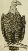 An illustration from La prima-[quinta] parte della luce del dipingere et disegnare, ... (1643)