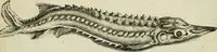 An illustration from La prima-[quinta] parte della luce del dipingere et disegnare, ... (1643)