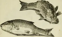 An illustration from La prima-[quinta] parte della luce del dipingere et disegnare, ... (1643)