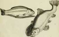 An illustration from La prima-[quinta] parte della luce del dipingere et disegnare, ... (1643)
