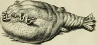 An illustration from La prima-[quinta] parte della luce del dipingere et disegnare, ... (1643)