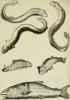 An illustration from La prima-[quinta] parte della luce del dipingere et disegnare, ... (1643)