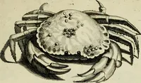 An illustration from La prima-[quinta] parte della luce del dipingere et disegnare, ... (1643)