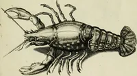 An illustration from La prima-[quinta] parte della luce del dipingere et disegnare, ... (1643)