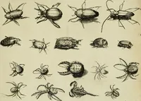 An illustration from La prima-[quinta] parte della luce del dipingere et disegnare, ... (1643)