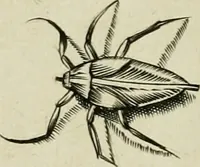 An illustration from La prima-[quinta] parte della luce del dipingere et disegnare, ... (1643)