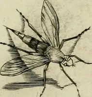 An illustration from La prima-[quinta] parte della luce del dipingere et disegnare, ... (1643)