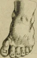 An illustration from La prima-[quinta] parte della luce del dipingere et disegnare, ... (1643)