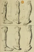 An illustration from La prima-[quinta] parte della luce del dipingere et disegnare, ... (1643)