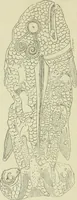 An illustration from La religion des Gaulois; les Druides et la druidisme; (1897)