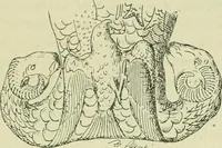 An illustration from La religion des Gaulois; les Druides et la druidisme; (1897)