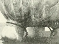 Picture 25 of 67 from L'art ancien du Mexique, simple esquisse (1922), leaf 53