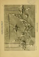 An illustration from L'art décoratif aux salons de 1906 : Société des artistes français, Société nationale des beaux-arts : bijouterie, joaillerie, orfèvrerie, céramique (1906)