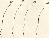 Picture 35 of 82 from L'art de connaitre les hommes par la physionomie (1806), leaf 139