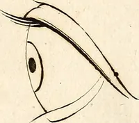 An illustration from L'art de connaitre les hommes par la physionomie (1806)