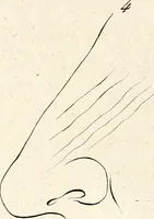 An illustration from L'art de connaitre les hommes par la physionomie (1806)