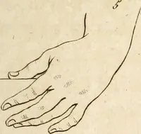 An illustration from L'art de connaitre les hommes par la physionomie (1806)
