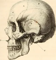 An illustration from L'art de connaitre les hommes par la physionomie (1806)