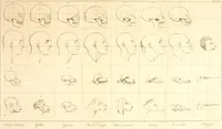 An illustration from L'art de connaitre les hommes par la physionomie (1806)