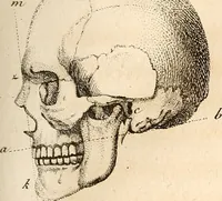 An illustration from L'art de connaitre les hommes par la physionomie (1806)