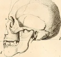 An illustration from L'art de connaitre les hommes par la physionomie (1806)