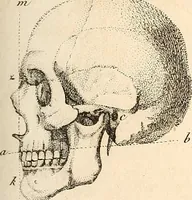 An illustration from L'art de connaitre les hommes par la physionomie (1806)